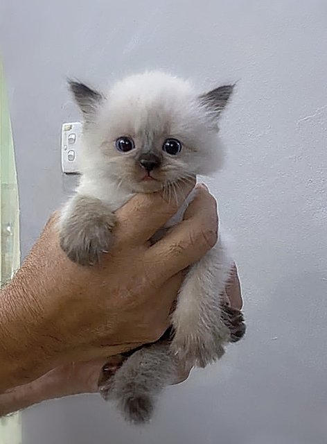 Uro - Domestic Long Hair + Siamese Cat