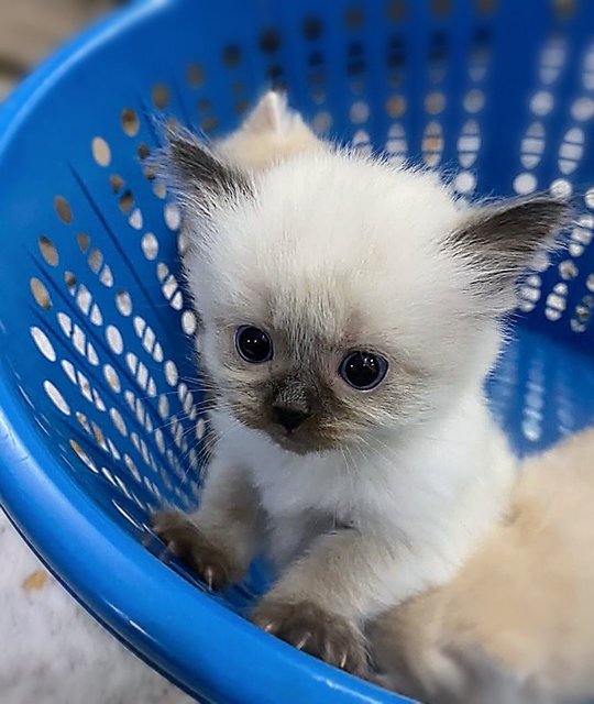 Uro - Domestic Long Hair + Siamese Cat