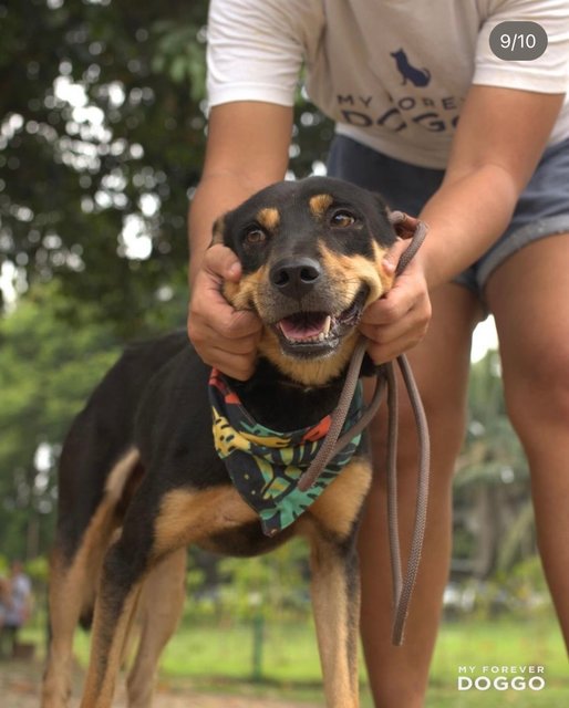 Travis - Mixed Breed Dog