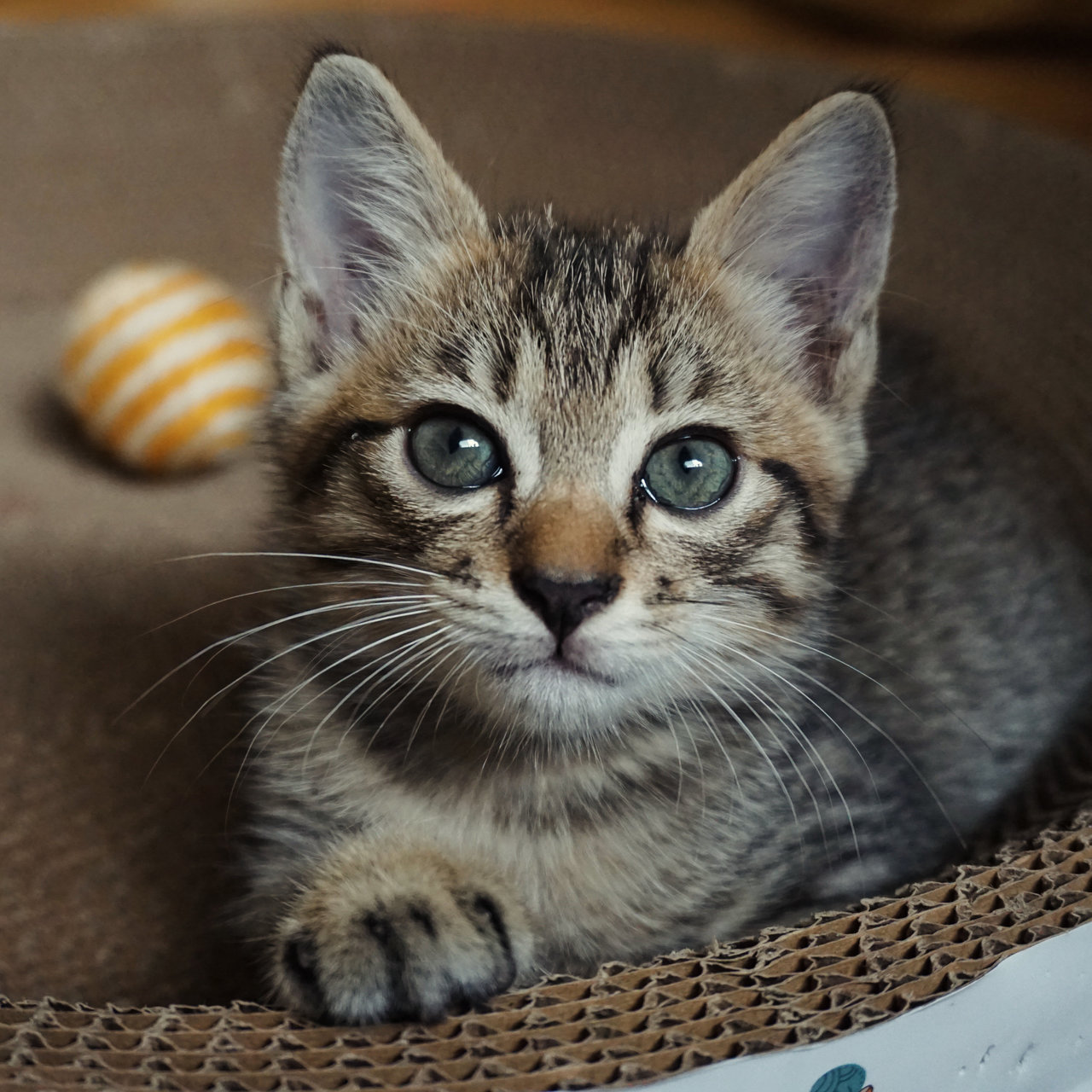 Tiggy - Tabby + Domestic Short Hair Cat