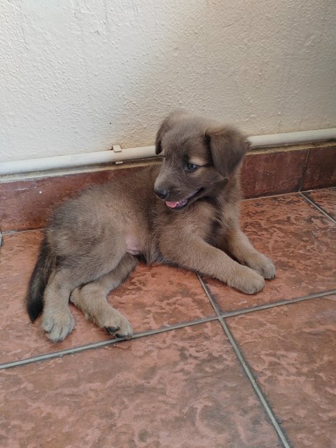 Yoyo (With Blue &amp; Grey Eyes)  - Australian Shepherd Mix Dog