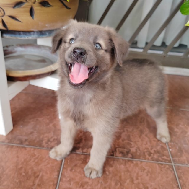 Yoyo (With Blue &amp; Grey Eyes)  - Australian Shepherd Mix Dog