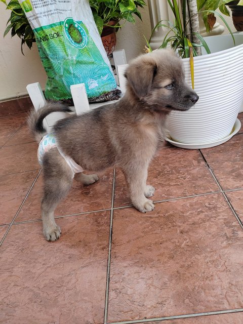 Yoyo (With Blue &amp; Grey Eyes)  - Australian Shepherd Mix Dog