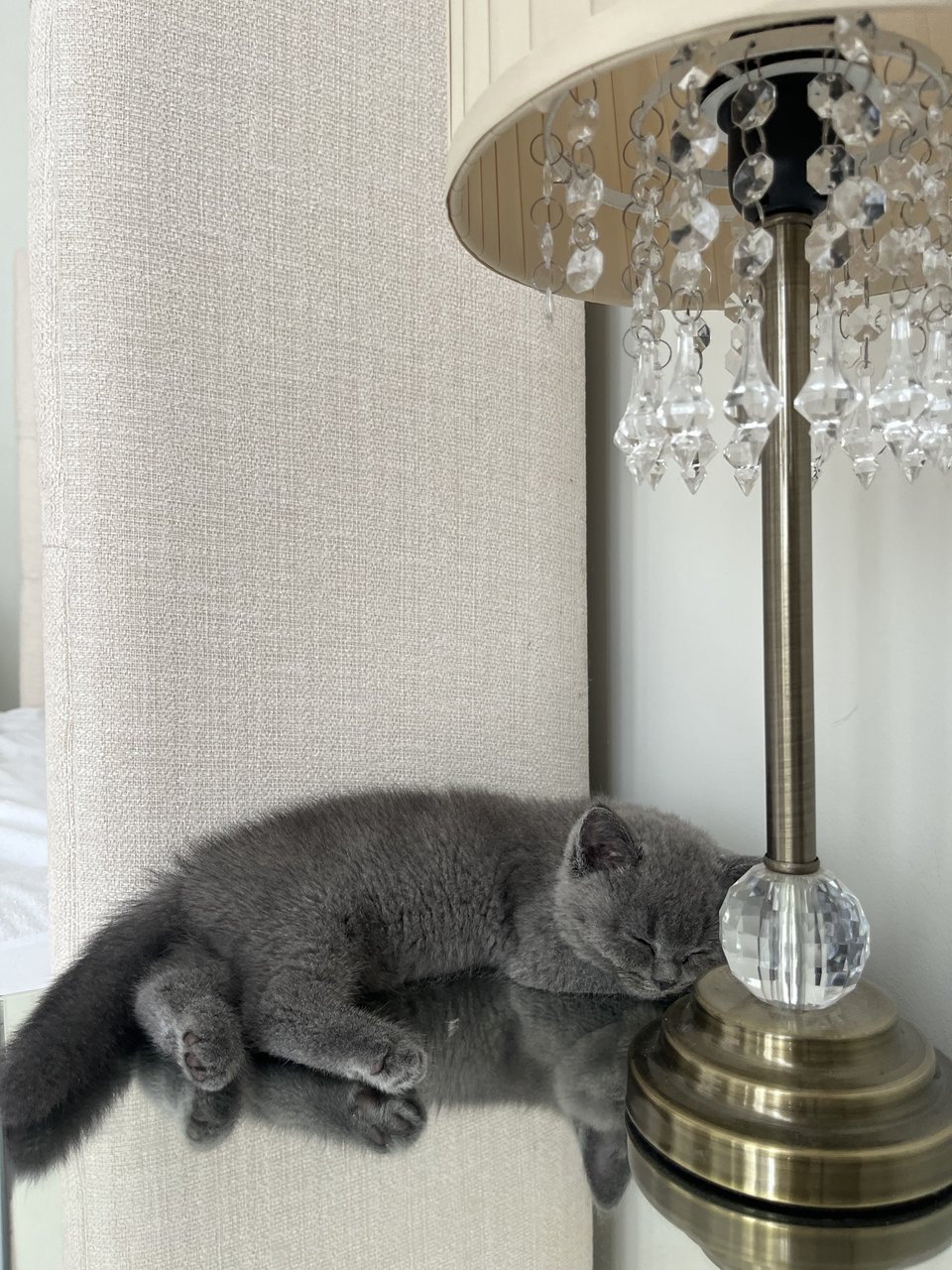 Birkin - British Shorthair Cat