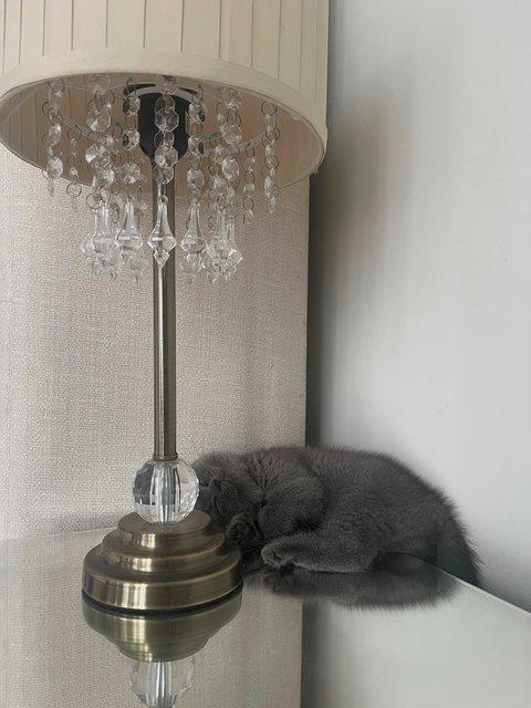 Birkin - British Shorthair Cat