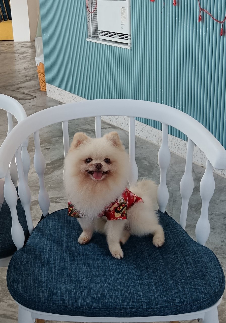 Momo - Pomeranian Dog