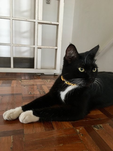 Eri - Tuxedo + Domestic Short Hair Cat