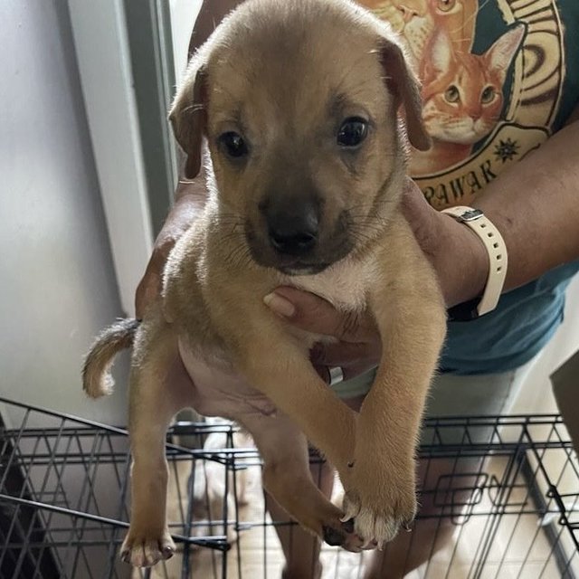 Puppies For Adoption (Free) - Mixed Breed Dog