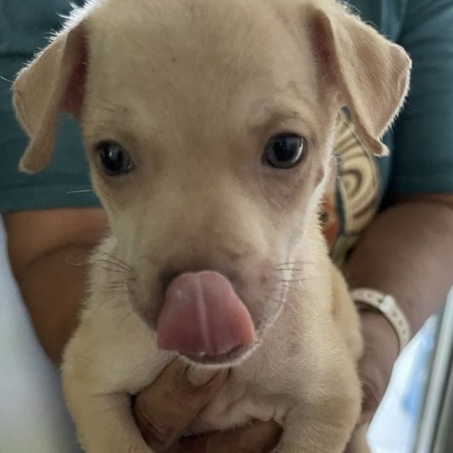 Puppies For Adoption (Free) - Mixed Breed Dog