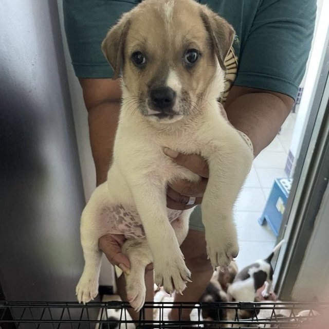 Puppies For Adoption (Free) - Mixed Breed Dog