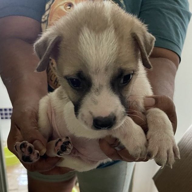 Puppies For Adoption (Free) - Mixed Breed Dog