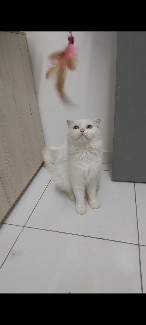 Fannie - Persian + Scottish Fold Cat