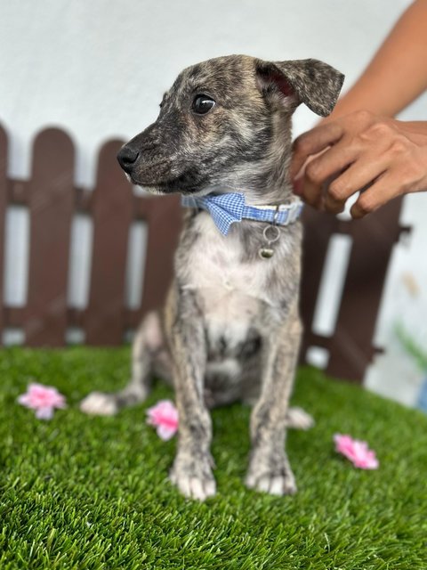 Zayn - Mixed Breed Dog