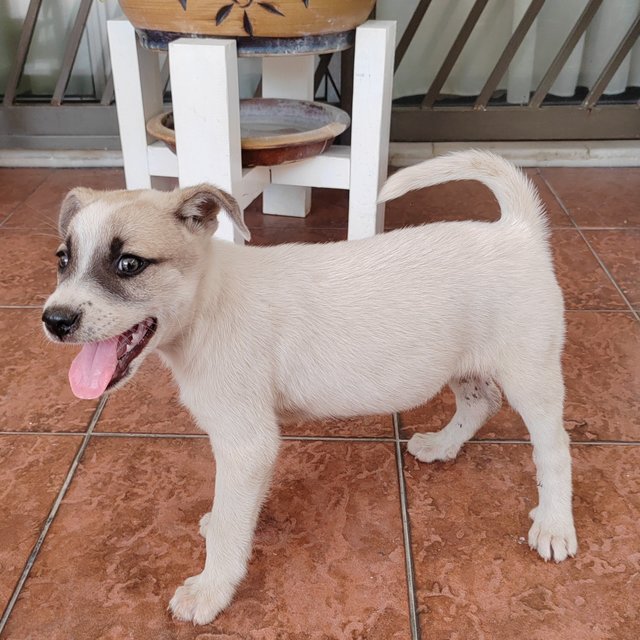 Penny - Jack Russell Terrier Mix Dog