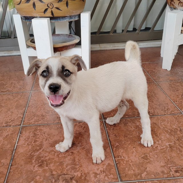 Penny - Jack Russell Terrier Mix Dog