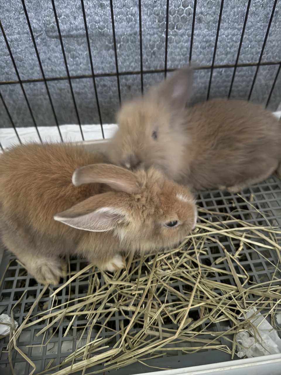 PF132438 - Lionhead Rabbit