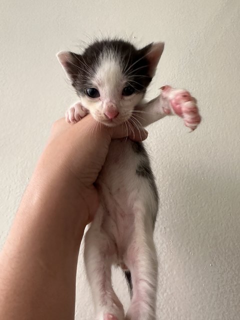 Male Kitten For Adoption - Domestic Short Hair Cat