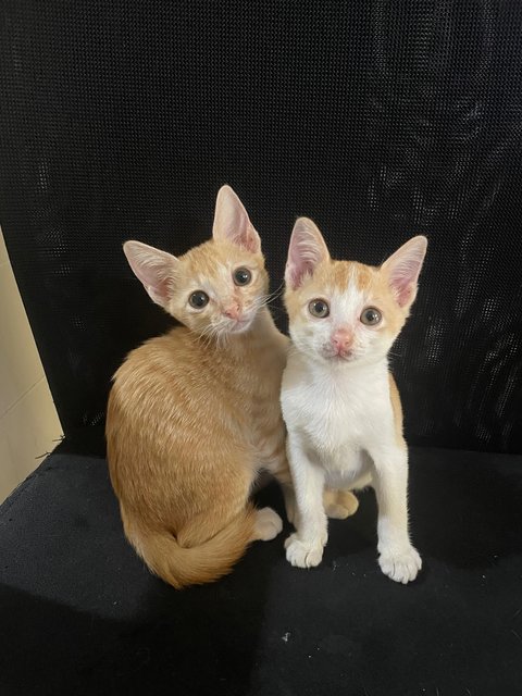 Toffee And Ginger - Domestic Short Hair Cat