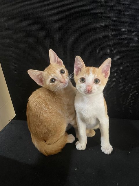 Toffee And Ginger - Domestic Short Hair Cat