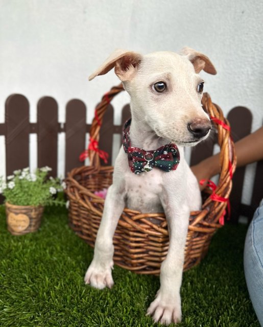 Louis - Mixed Breed Dog