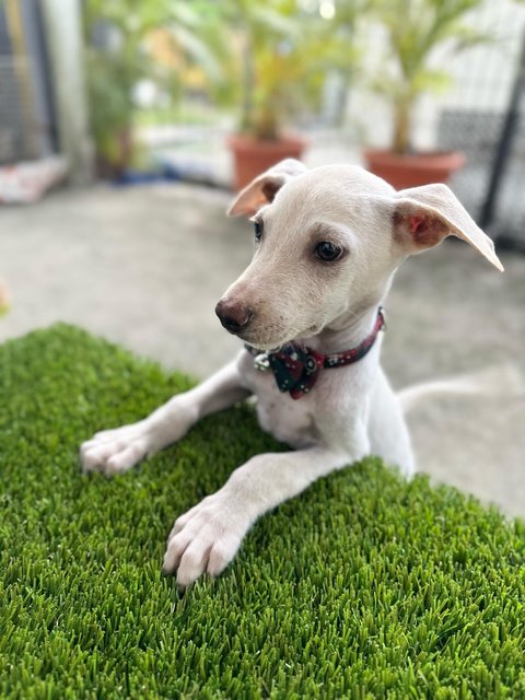 Louis - Mixed Breed Dog