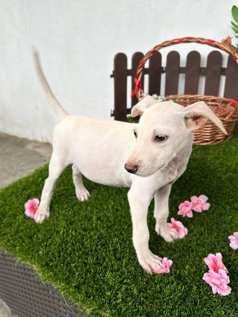 Louis - Mixed Breed Dog