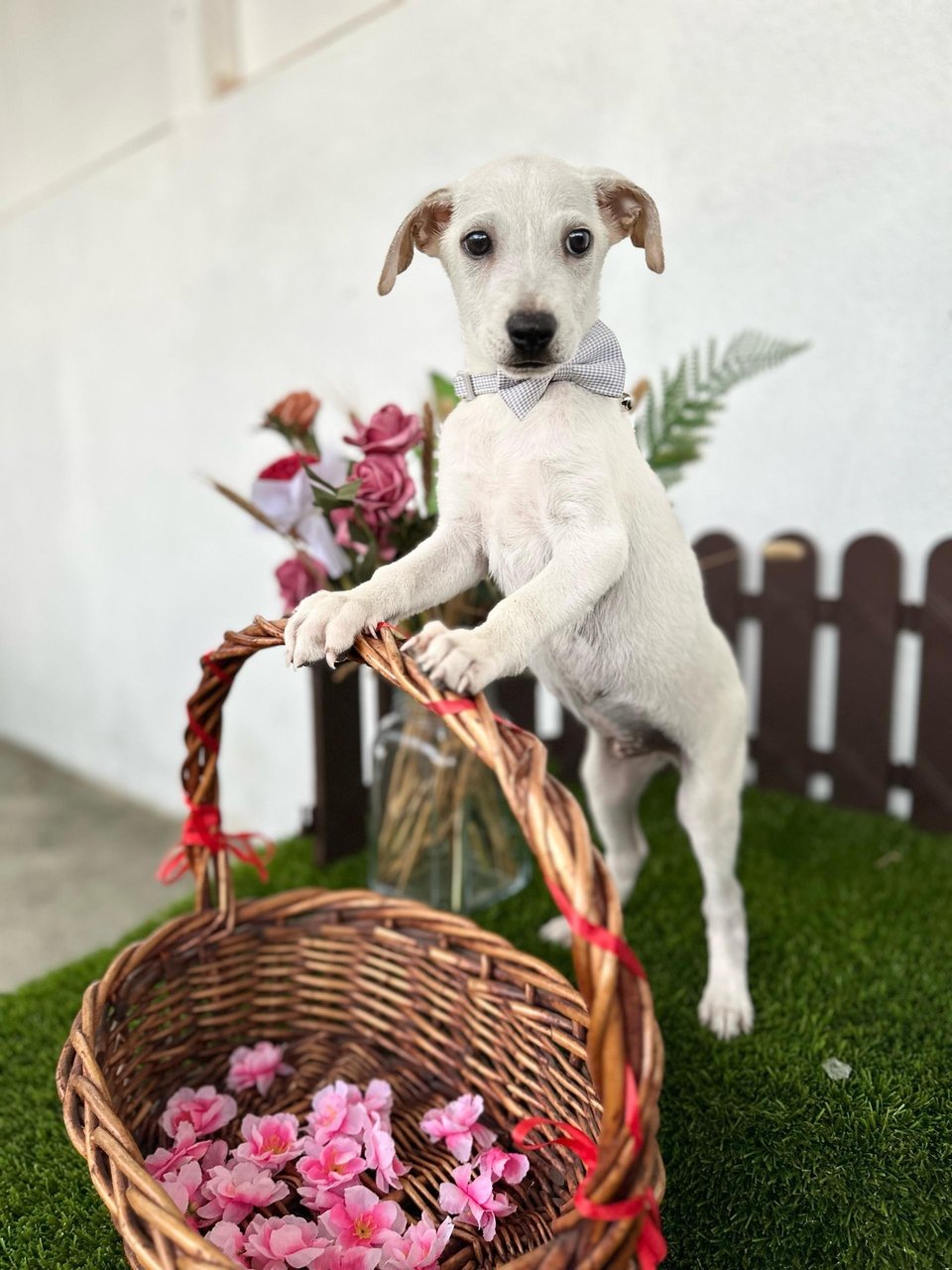 Luke  - Mixed Breed Dog