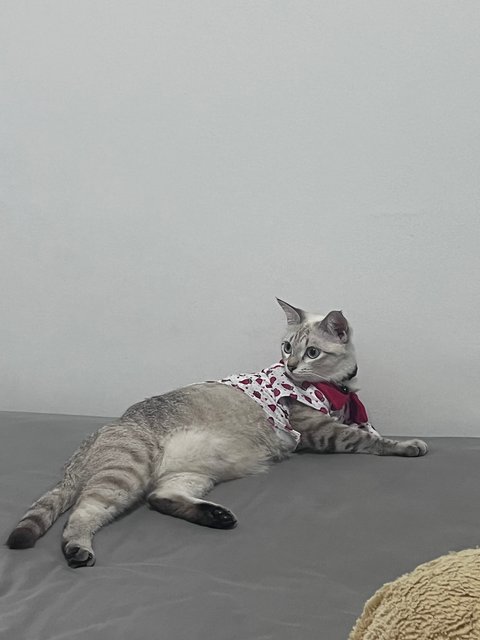 Huihui - Siamese + Tiger Cat