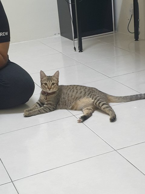 Mei Ling, Charcoal Raj, Nur Naala - Domestic Medium Hair + Calico Cat