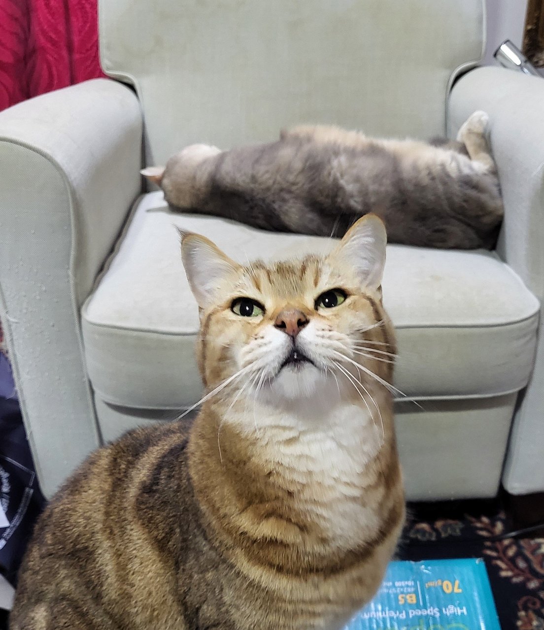 Kat &amp; Mok - Bengal + British Shorthair Cat