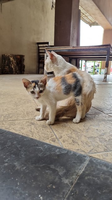 Sasa - Calico Cat