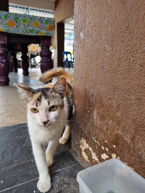 Sasa - Calico Cat