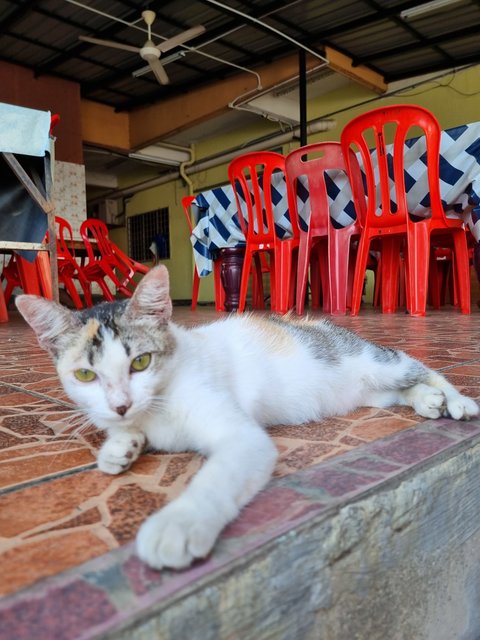 Sasa - Calico Cat