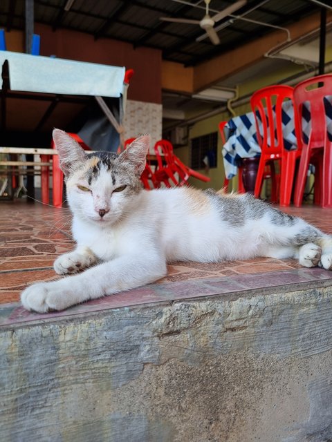 Sasa - Calico Cat