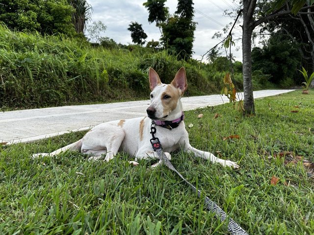 Betty - Mixed Breed Dog