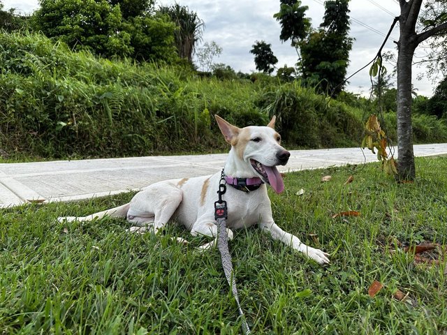 Betty - Mixed Breed Dog