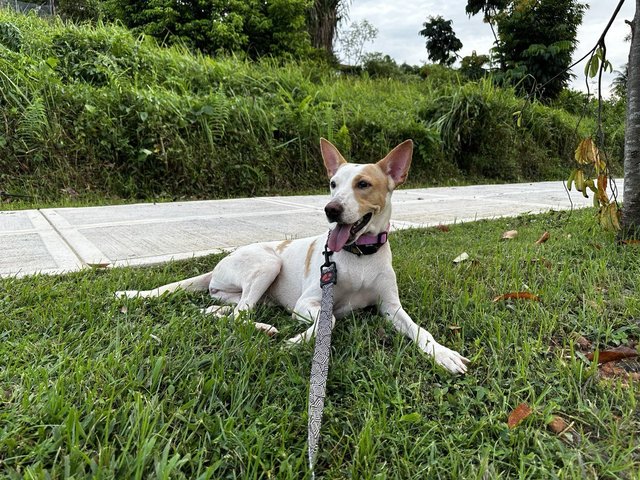 Betty - Mixed Breed Dog