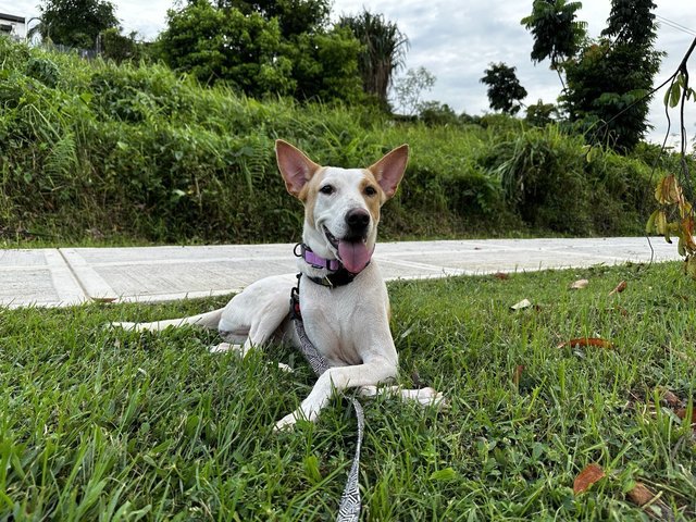 Betty - Mixed Breed Dog