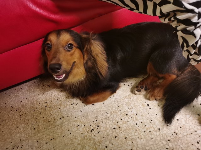 Dony - Dachshund + Chihuahua Dog