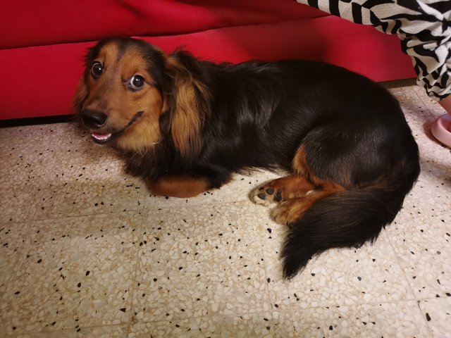 Dony - Dachshund + Chihuahua Dog