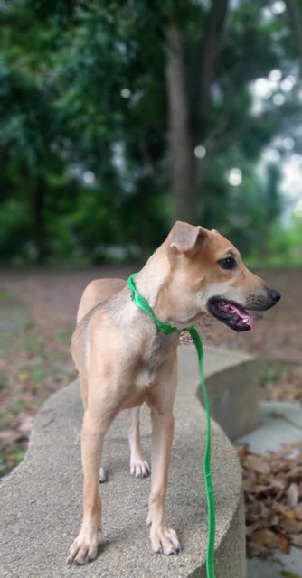 Xuxu (K) - Mixed Breed Dog