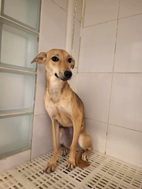 Xuxu (K) - Mixed Breed Dog