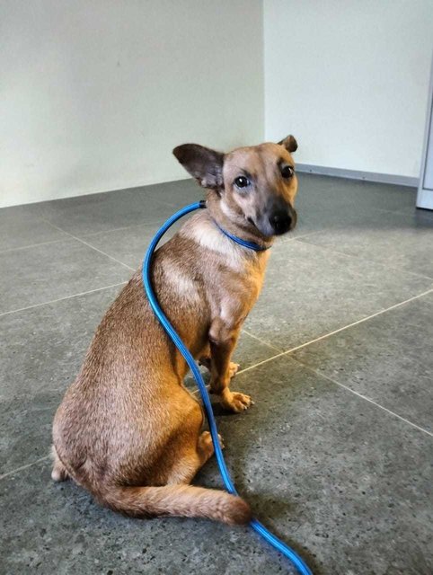 Candy - Swedish Vallhund Mix Dog