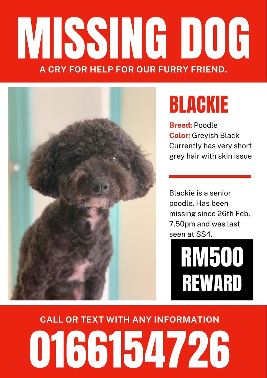 Blackie - Poodle Dog