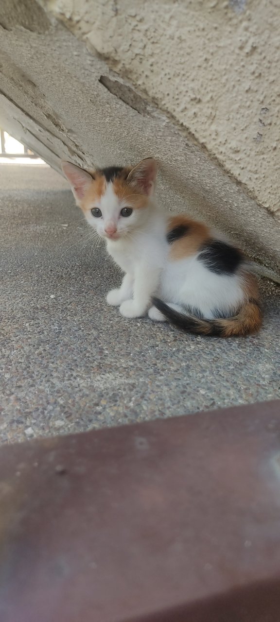 Tim - Domestic Short Hair + Calico Cat