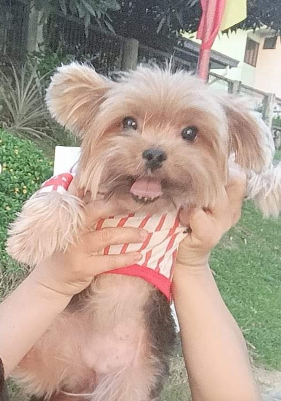 Baby - Yorkshire Terrier Yorkie Dog