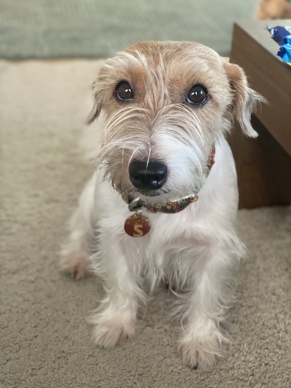 Sunny - Jack Russell Terrier Dog