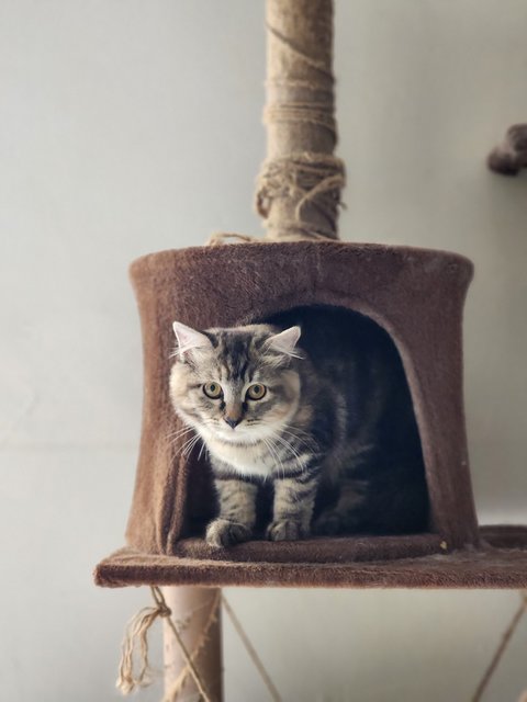 Elizah - American Shorthair + Domestic Medium Hair Cat