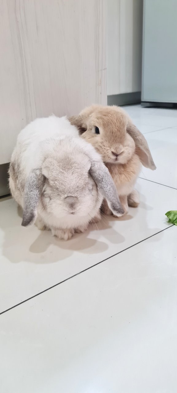 Milktea &amp; Snowwhite - Holland Lop Rabbit