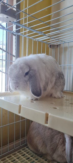 Milktea &amp; Snowwhite - Holland Lop Rabbit